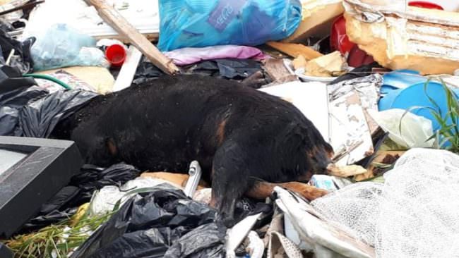 Orrore in una discarica abusiva: trovato cane torturato, mutilato e ucciso