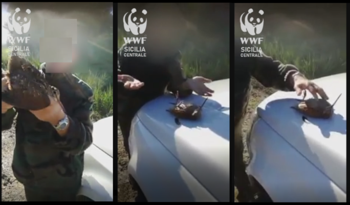 Cacciatore sadico finge di ipnotizzare volatile in fin di vita, la denuncia del WWF: “Arroganza e prepotenza, chieda scusa”