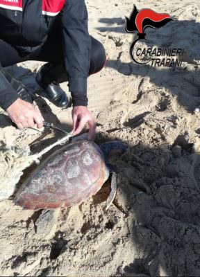 Salvataggio tempestivo per una tartaruga marina. Esemplare ferito gravemente da pezzi di rete e plastiche