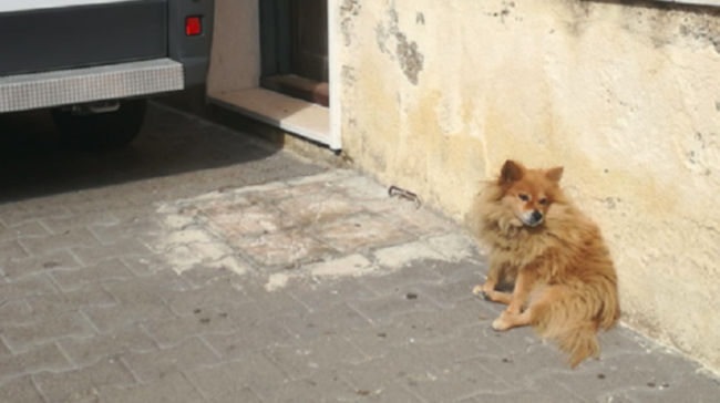 L’amore oltre ogni cosa… il padrone muore e il volpino lo aspetta da tre anni. Un “Hachiko” in Sicilia