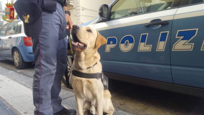 Operazione “Scuole Sicure”: controlli antidroga negli istituti scolastici a rischio, trovata marijuana