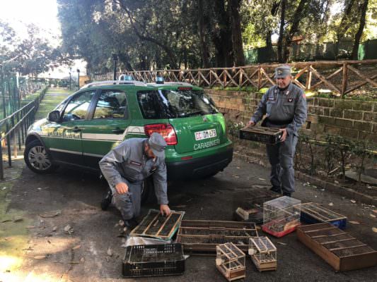 Carcellini e fringuello “imprigionati” e denutriti: blitz carabinieri in mercato, sequestrati 141 esemplari