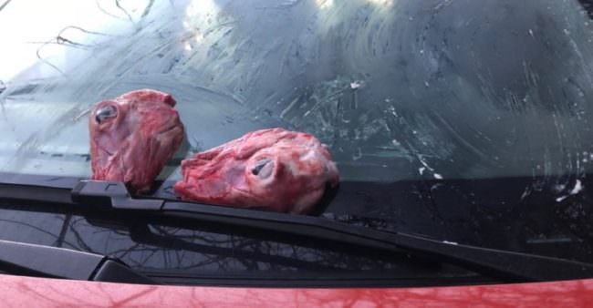 Testa d’agnello sul parabrezza dell’auto: macabra intimidazione alla giornalista catanese Fabiola Foti