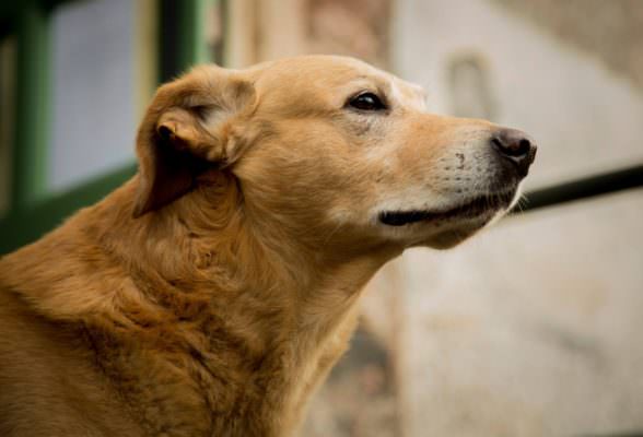 Non è facile badare a un cane ed è la pura verità: boom di maltrattamenti in Sicilia
