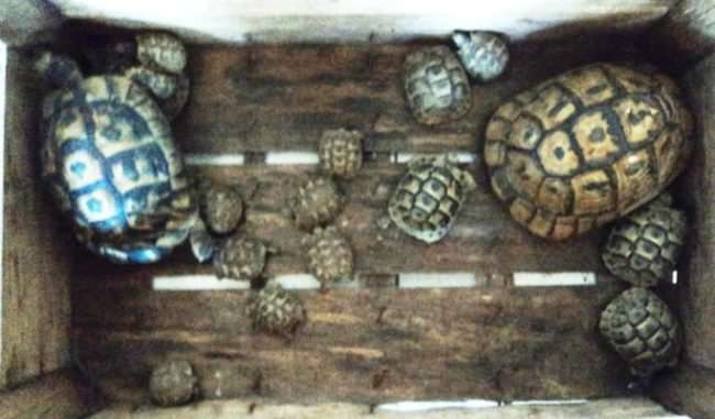 Diciotto esemplari di Testudo Hermanni messi in vendita: denunciato un uomo a Catania