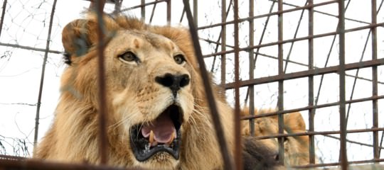 Sbranato da un leone in gabbia, padre ritrova corpo del figlio: la polizia uccide l’animale