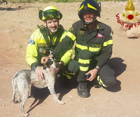 Cane bloccato su uno scoglio nel fiume Alcantara: i vigili del fuoco lo salvano – FOTO e VIDEO