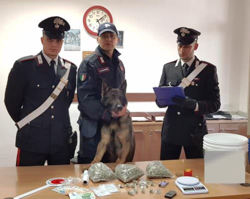Droga in casa, interviene anche il cane Ron: manette per un 29enne