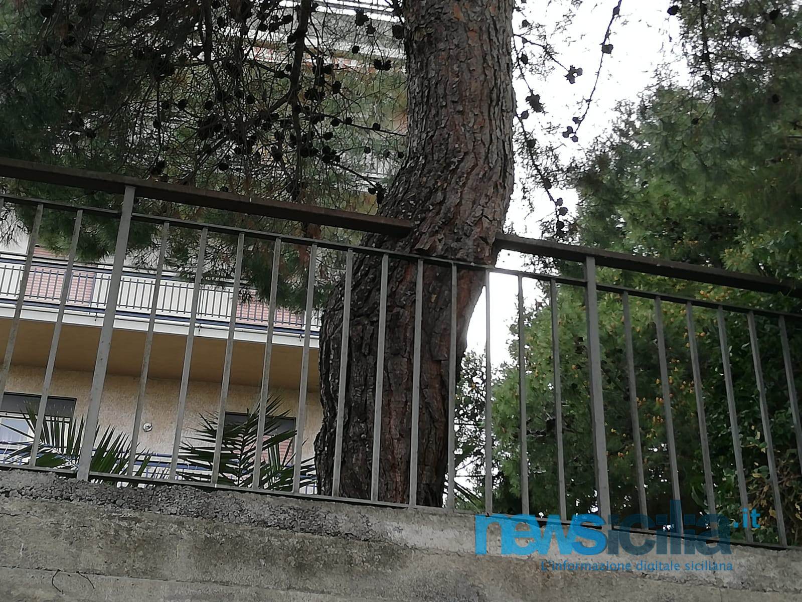 Alberi pericolanti in via Palermo, residenti esasperati: “Non ne possiamo più, il Comune ci aiuti”