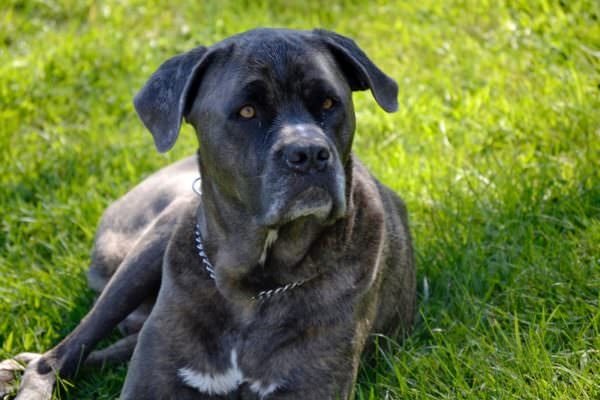 Anziano sbranato e ucciso dai cani dei vicini: condanna confermata in Appello