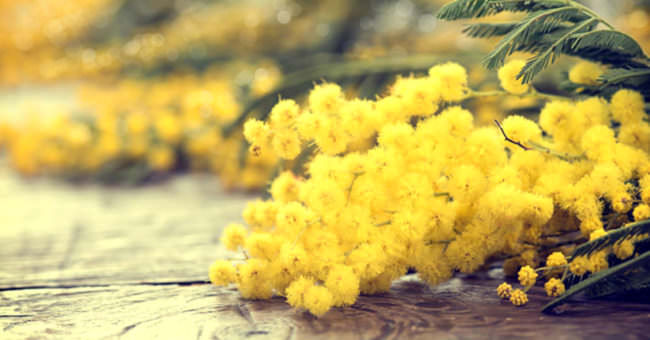 Festa della donna, dalla confusione sulle origini della ricorrenza al simbolo della mimosa
