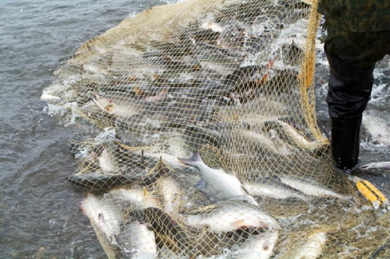 Portopalo, rottura delle gabbie. Azienda di itticoltura sul lastrico: licenziati 98 dipendenti, danni ingenti