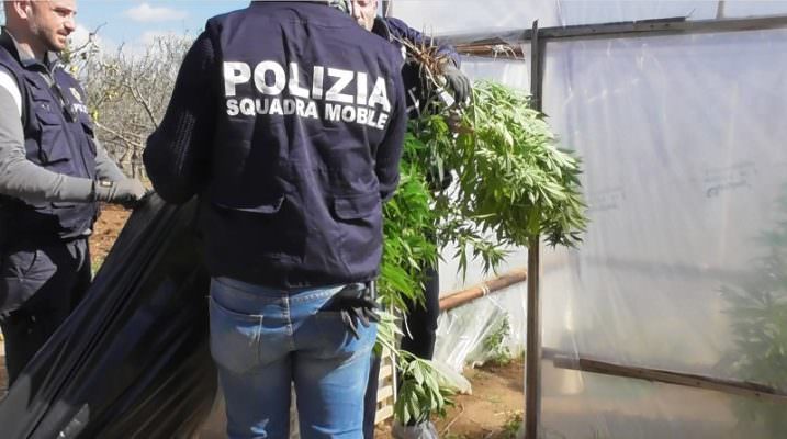 Coltivavano e spacciavano marijuana, blitz in casa: scatta l’arresto per padre e figlio