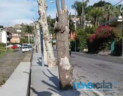 Aci Castello, alberi potati male e con cemento alla base: il Csa fa sentire la sua voce