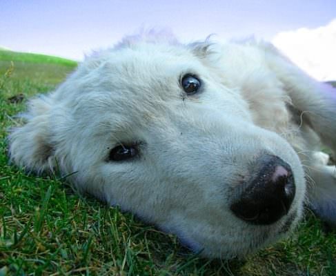 Prende a calci e trascina per le orecchie il suo cane per punirlo: denunciato 21enne