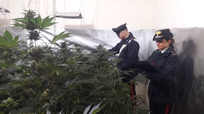 Aveva allestito piantagione di marijuana in casa: arrestato 38enne