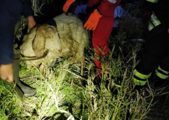 Disavventura per una capretta nel Catanese: cade in un pozzo, vigili del fuoco la salvano – FOTO