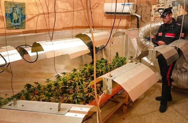 Trovati con più di 200 piante di marijuana in casa, arrestati due fratelli