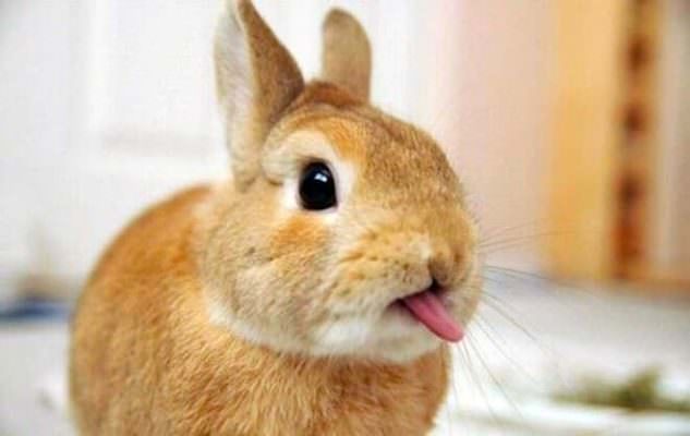 Da animale domestico a simbolo di Pasqua, la storia di “Easter bunny”