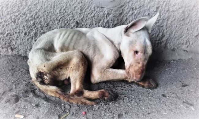 Morto Gibby, il cagnolino salvato durante un blitz a Librino: non mangiava e non beveva da giorni
