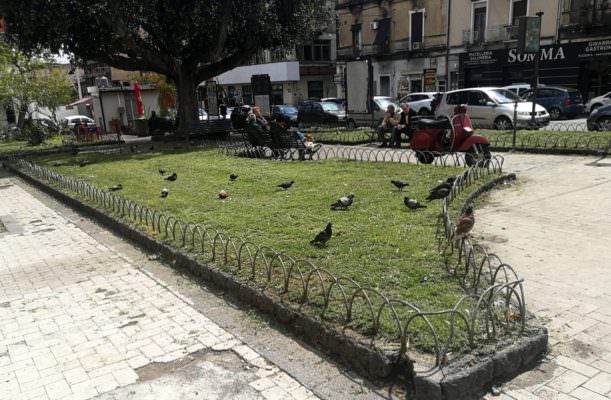 Catania, potatura aiuole in piazza “2 Giugno 1946”. Buceti: “Operare il prima possibile”