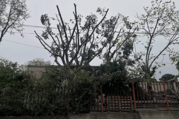 Sicurezza nelle scuole, intervento agli alberi dell’asilo “Le Coccinelle”: più cura del verde e dei bambini