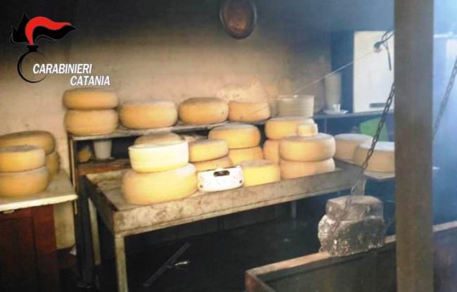 Formaggi e ricotta in pessimo stato destinati alla vendita nel Catanese: denunciato allevatore 60enne