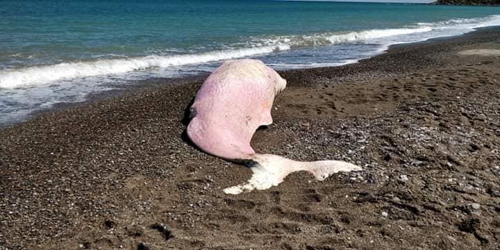 Choc in spiaggia a Cefalù, chili di plastica nello stomaco di un capodoglio morto: quinto caso in pochi mesi