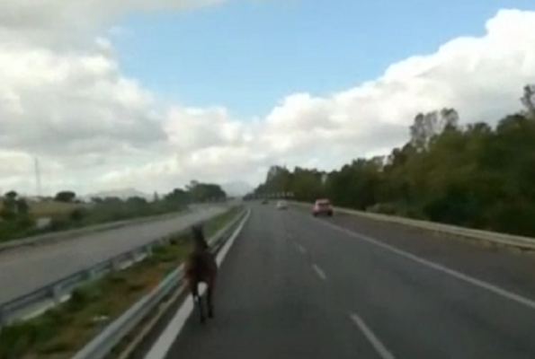“Sorpresa” sulla A29, cavallo in fuga tra i mezzi: paura e lunghe code