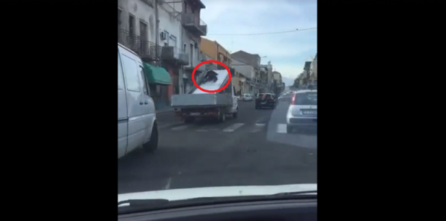 A Catania arriva “Spider-man”, sgomento e risate sui social: il VIDEO