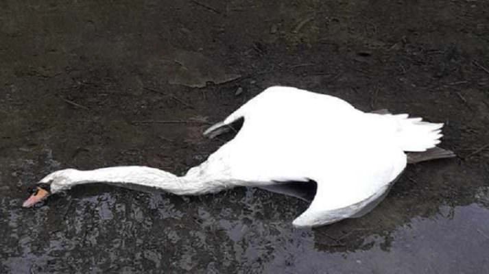 Scena straziante al lago: vandali spezzano il collo a cigno reale, la compagna si lascia morire di fame