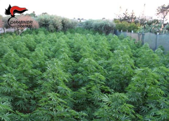 Piantagione di marijuana e armi in villa di campagna: prodotta droga per un valore di 100mila euro