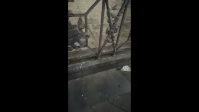Catania, arriva il caldo e porta con sé degli “ospiti”: blatte “a passeggio” nel centro cittadino