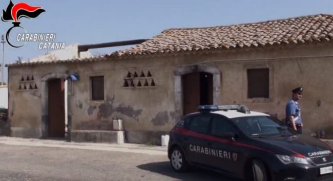 Azienda di agrumi produceva marijuana, blitz nel Catanese: quasi 2 quintali per oltre 1,5 milioni di euro – VIDEO