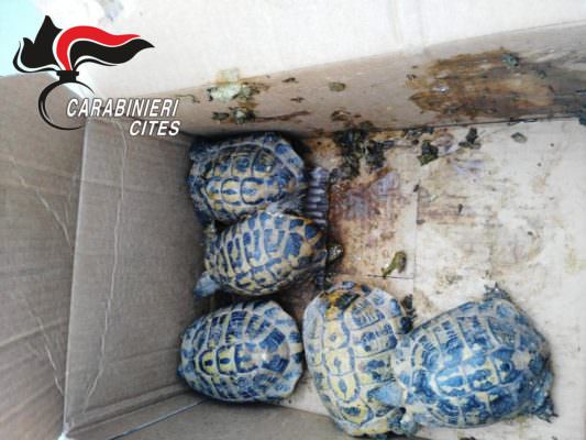 Consegnava animali “porta a porta”: denunciato un 37enne