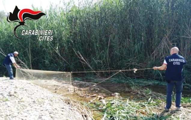 Bracconiere vendeva avifauna selvatica protetta al mercato: denunciato 61enne Bracconiere vendeva avifauna selvatica protetta al mercato: denunciato 61enne