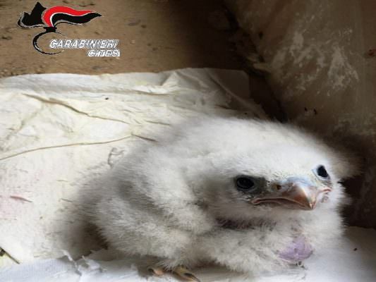 Ruba cucciolo di falco pellegrino: scatta il sequestro, falco adottato effettua il primo volo