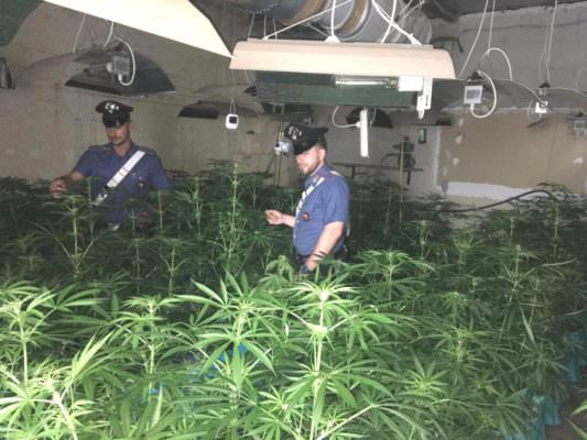 Marijuana coltivata nella serra e allaccio abusivo alla rete elettrica: 42enne finisce nei guai