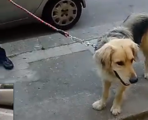 Thomas commuove Catania: da Gravina a piazza Risorgimento per tornare da chi lo aveva abbandonato Thomas commuove Catania: da Gravina a piazza Risorgimento per tornare da chi lo aveva abbandonato