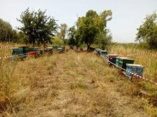Trovate arnie con coleottero infestante: denunciato apicoltore nel Siracusano