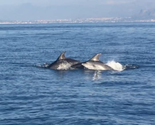Palermo, guarda che spettacolo nel tuo mare: i delfini fluttuano nelle acque dell’Addaura – VIDEO