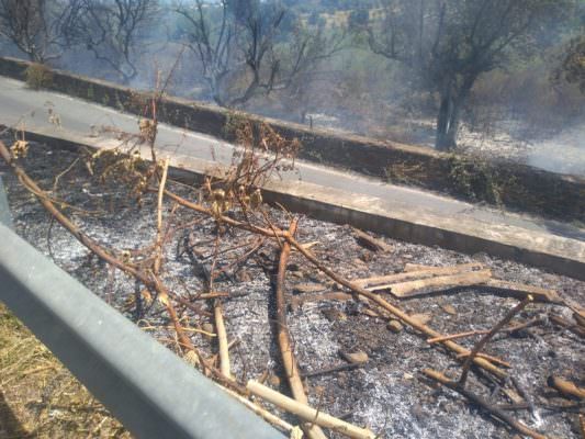 Emergenza incendi a Catania, in fiamme il Parco Monte Po. Parisi: “La situazione non si è complicata grazie a pompieri e polizia”