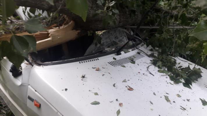 Tragedia sfiorata, albero di pioppo crolla su furgone: giovane finisce in ospedale
