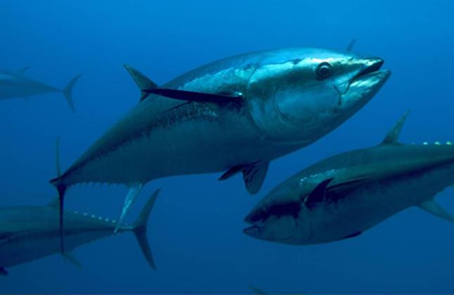 Il tonno rosso: il tanto amato e conteso “oro” del Mediterraneo