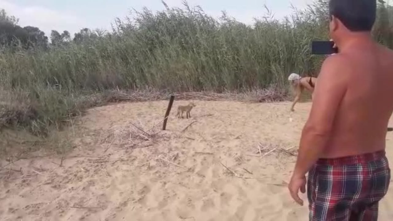 Una volpe sulla spiaggia