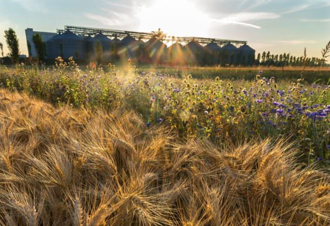 Illecita manodopera agricola, scoperto ingegnoso sistema fraudolento di un imprenditore di Campobello di Mazara