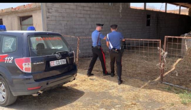 Illeciti penali e amministrativi in un’azienda zootecnica: sospesa attività, titolare 30enne denunciato