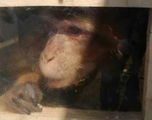Belpasso, scimmia a rischio estinzione tenuta come souvenir in villa: “Calogero” trasferito in un centro di recupero tra i suoi simili