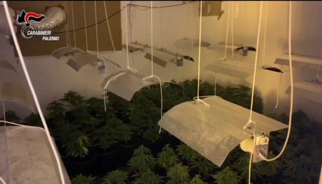 Cocaina, tritolo e non solo: piantagione con oltre mille piante di marijuana – VIDEO