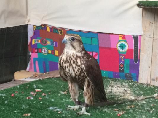 Lotta al bracconaggio: denunciate 8 persone e sequestrate diverse specie protette